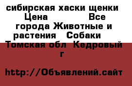 сибирская хаски щенки › Цена ­ 10 000 - Все города Животные и растения » Собаки   . Томская обл.,Кедровый г.